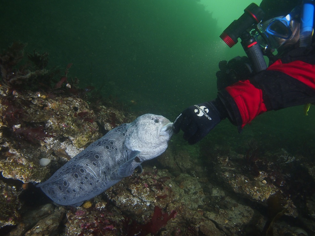 Scuba diving with a wolf eel